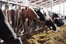 品質服務，牛氣沖天！華全靜音發電機組為畜牧養殖業保電