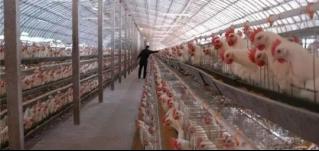 華全燃氣發電機組深受畜牧養殖業喜愛，竟是因為這！