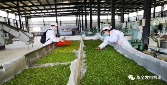 用電炒茶！華全800kw集裝箱發電機組發往大山深處